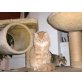 Leandro, Leandro sucht liebevolles zuhause - Kater