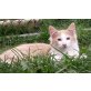 Leandro, Norwegische Waldkatze - Kater