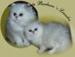 Leandro, Perser Silber - Kater
