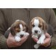 Lebhafte Beagle Welpen, Beagle Welpen - Hündin