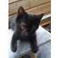Lebhafter Henry - Kater