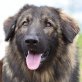 Ledo, Leonberger-Sarplaninac - Rüde