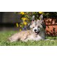 Lee, Chinesischer Schopfhund Powderpuff-Schlag Welpen - Rüde