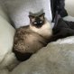 Leemar, Ragdoll - Kater