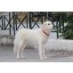 Lefki, droht vergiftet werden, Golden Retriever Mischling - Hündin
