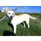 Lefki, wurde ausgesetzt, Labrador - Retriever Mix - Hündin