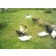 Legehennen und Enten - weiblich