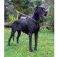 Legende, Deutsche Dogge - Hündin