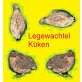 Legewachteln - weiblich