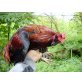 Leghorn,Araucana,sussex