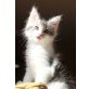 Legolas, Maine Coon - Kater