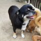 Leidy hat ein sehr freundliches Gemüt, Chihuahua kurzhaariger Schlag - Hündin
