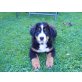 Leika, Berner Sennenhund Welpen - Hündin