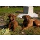 Leika und Lola, Labrador-Mix - Hündin