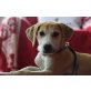 Leiko, Labrador-Mischling Welpen - Rüde