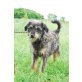 Leiko, Schnauzer-Mischling - Rüde