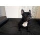 Leila, Französische Bulldogge - Hündin
