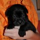 Leila, Lea, Levi und Leon, Labradormixwelpen Welpen - Hündin