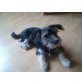 Leila, Yorki-Malteser/Rehpinscher-Chiwawa - Hündin
