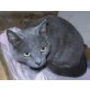 Leila geht anderen Katzen aus dem Weg, Kartäuser  Mix - Katze