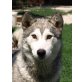 Leila huskytypische,aktive Hündin, Husky-Mischling - Hündin