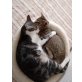 Leila und Tarzan, Europäische Kurzhaarkatze - Katze
