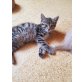 Leily, Lilly und Leo, Europäisch Kurzhaar - Katze