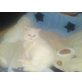 Lelu, Perser Weiß - Katze