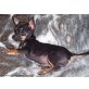 Lemon, Chihuahua kurzhaariger Schlag - Rüde