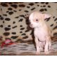 Lemon & Monkey, Chihuahua kurzhaariger Schlag Welpen - Rüde