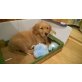 Lena, Golden Retriever Welpen - Hündin