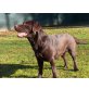 Lena, Labrador Retriever - Hündin