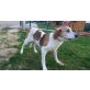 Lena, Segugio Istriano Mix - Hündin