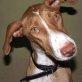 Lena - Wer hilft ihr zu vergessen???, Podenco Mix - Hündin