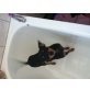 Lena, Zwergpinscher - Hündin