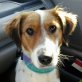Lena, mix - Hündin