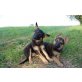 Lena und Luna, Schäfermix Welpen - Hündin