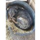 Lenchen, Mischling - Hündin