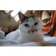 Leni, EHK - Katze
