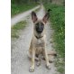 Leni, Malinois - Hündin