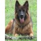Lenin, Deutscher Schäferhund Brauner langhaariger Schlag - Rüde