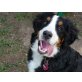 Lenja, Berner Sennenhund - Hündin