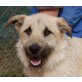 Lenn, belg. Schäferhund Mix - Rüde