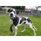 Lennox, Deutsche Dogge Welpen - Rüde