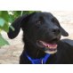 Lennox, Labrador-Pastor Mallorquin Welpen - Rüde