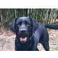 Lennox, Labrador Retriever - Rüde