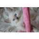 Lennox ,Lionel, Ragdoll - Kater