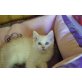 Lennox ,Lionel, Ragdoll - Kater