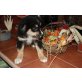 Lenny, Australian Shepherd Dog Welpen - Rüde