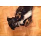 Lenny, Border-Collie - Rüde